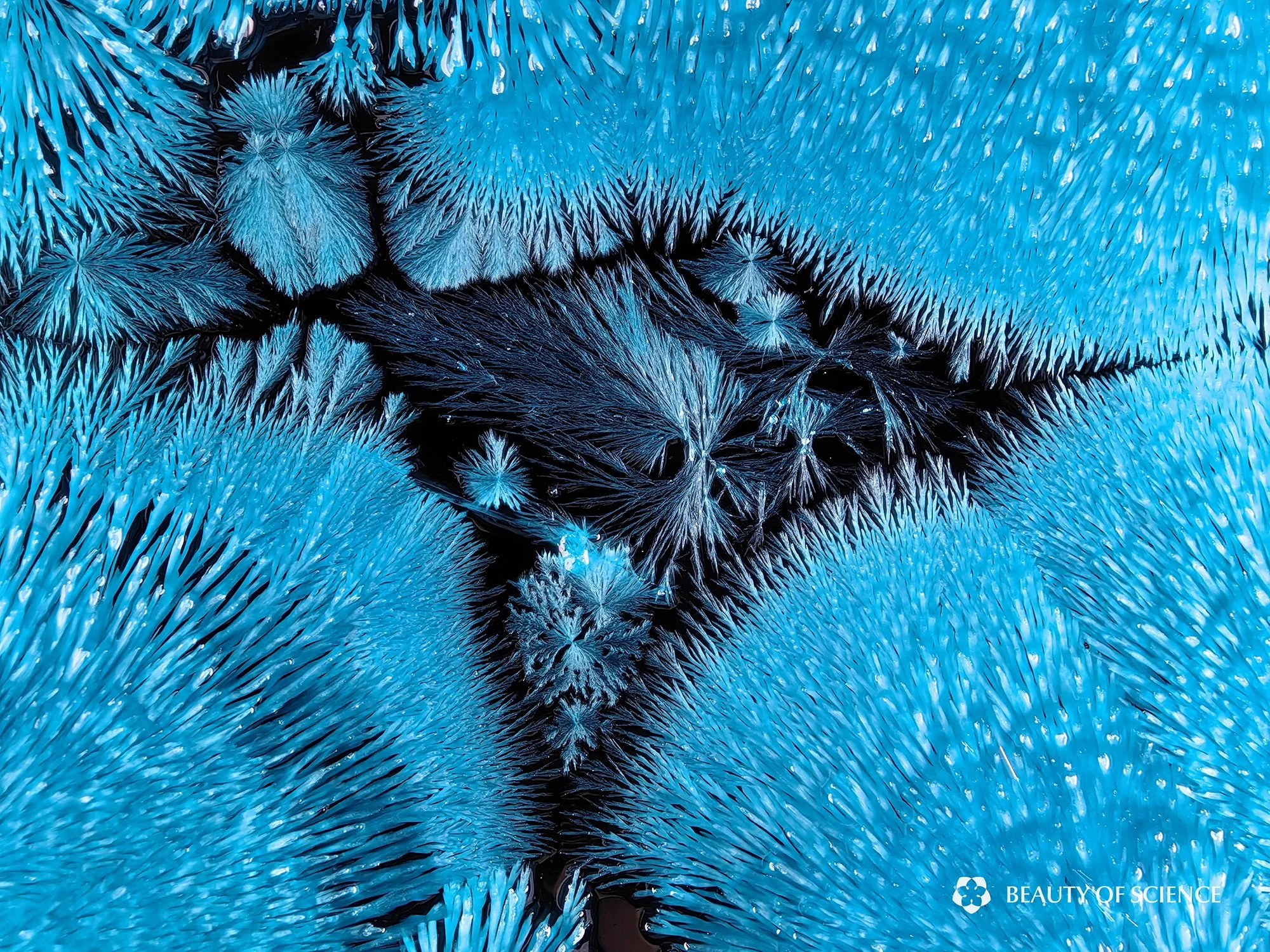HUAWEI Mate 50 RS Super TeleMacro Time-lapse Photography — Beauty